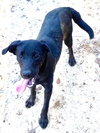 Shep - Photo 4