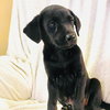 Shep - Photo 5