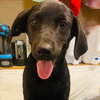 Shep - Photo 6