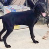 Shep - Photo 7