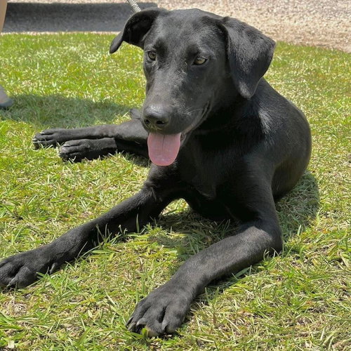 GENIE - Whippet / German Shepherd Dog available for adoption