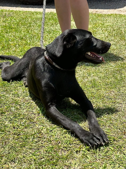 GENIE - Whippet / German Shepherd Dog available for adoption