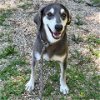 adoptable Dog in semmes, AL named Roxie