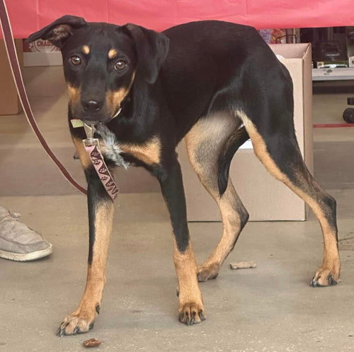 MALI - Yellow Labrador Retriever / Black Mouth Cur available for adoption