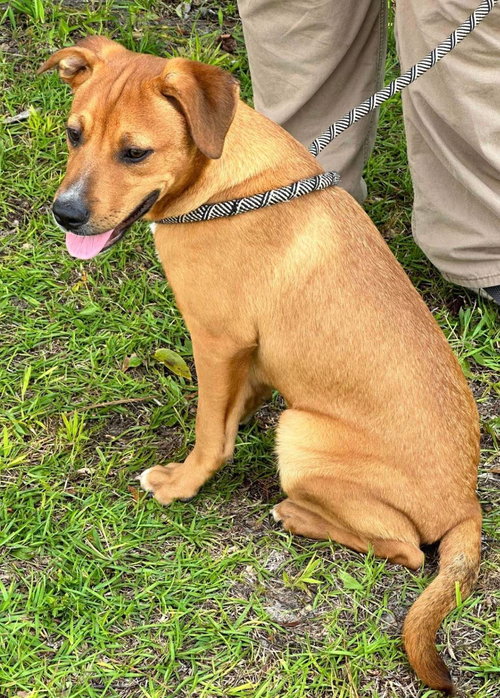 MAVI - Yellow Labrador Retriever / Black Mouth Cur available for adoption