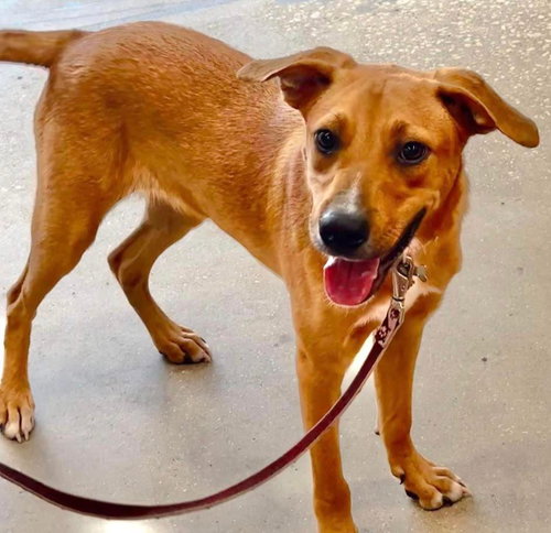 MAVI - Yellow Labrador Retriever / Black Mouth Cur available for adoption