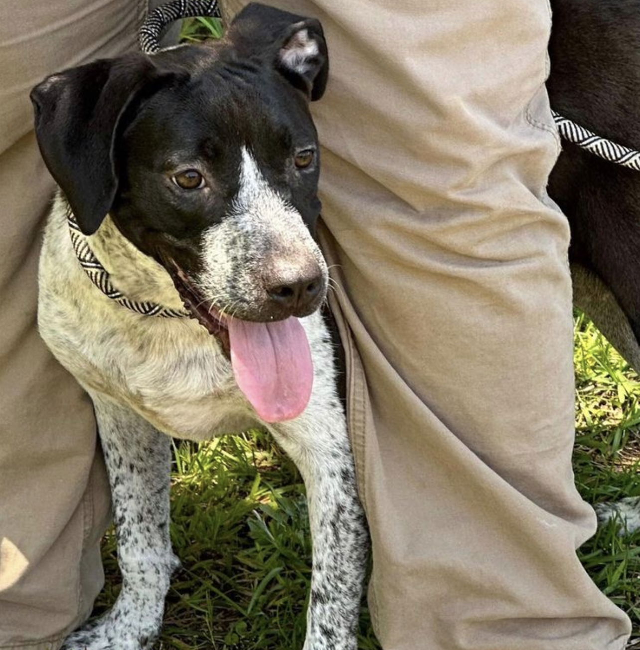 adoptable Dog in Semmes, AL named Margaret