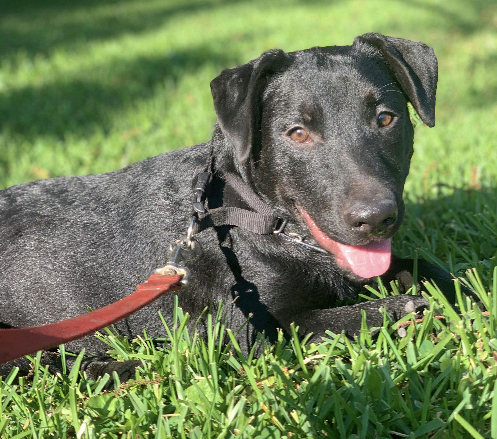 Dog for Adoption - Coal, a Black Labrador Retriever in Pascagoula, MS ...