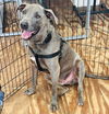 adoptable Dog in semmes, AL named Duke