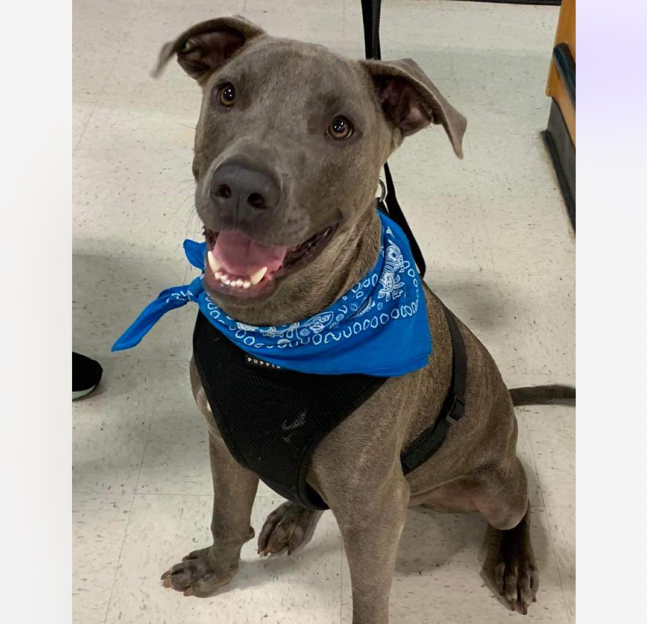 adoptable Dog in Semmes, AL named Duke