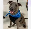 adoptable Dog in semmes, AL named Duke