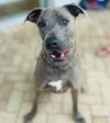 adoptable Dog in Semmes, AL named Duke