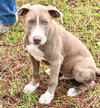 Beau - Photo 2