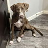 adoptable Dog in , AL named Beau