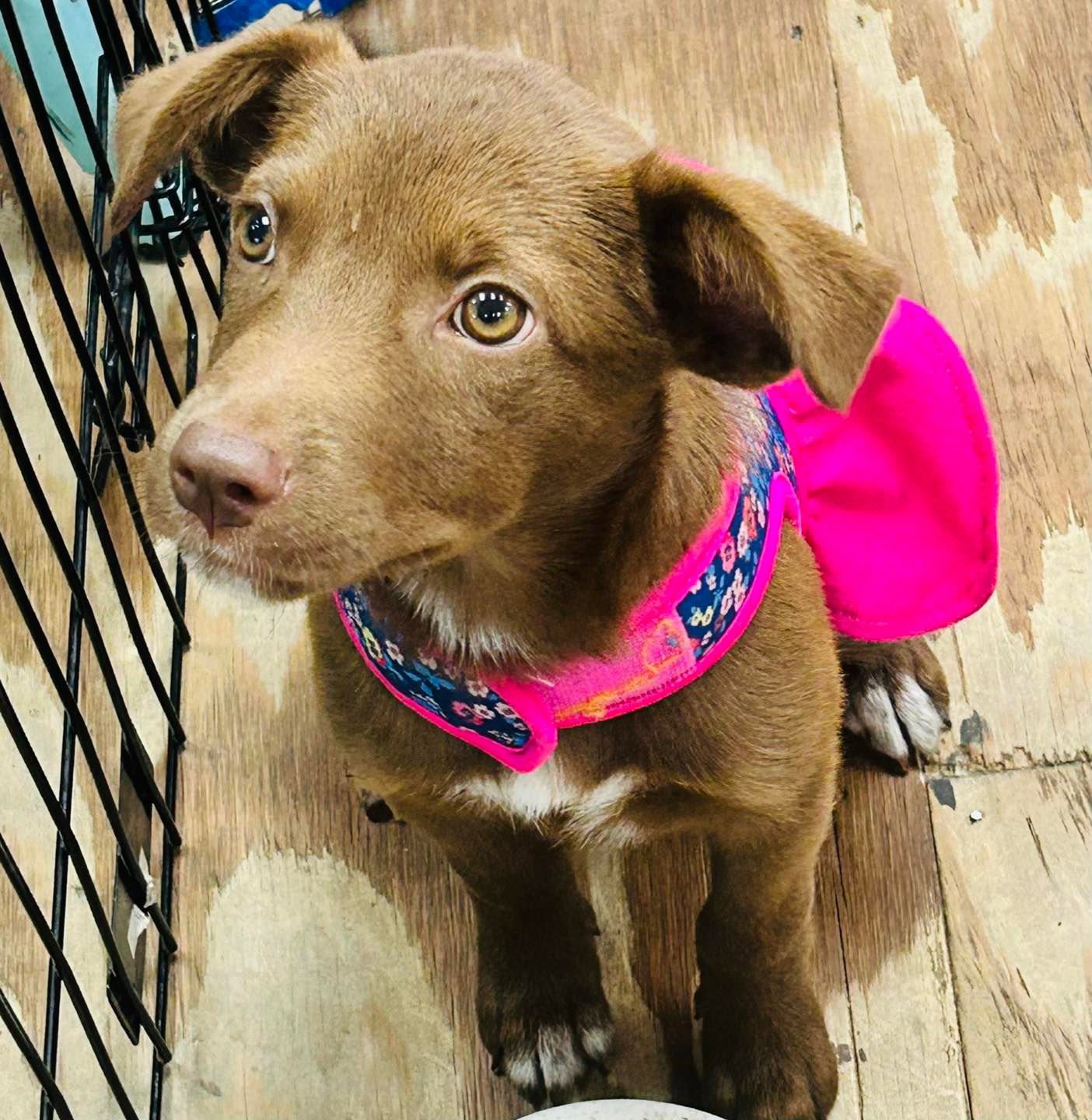 Dog for Adoption Mazie, a Labrador Retriever in D Iberville, MS