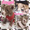 Angelic aka Angel - Photo 2
