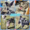 adoptable Dog in semmes, AL named Tenny aka Murphy