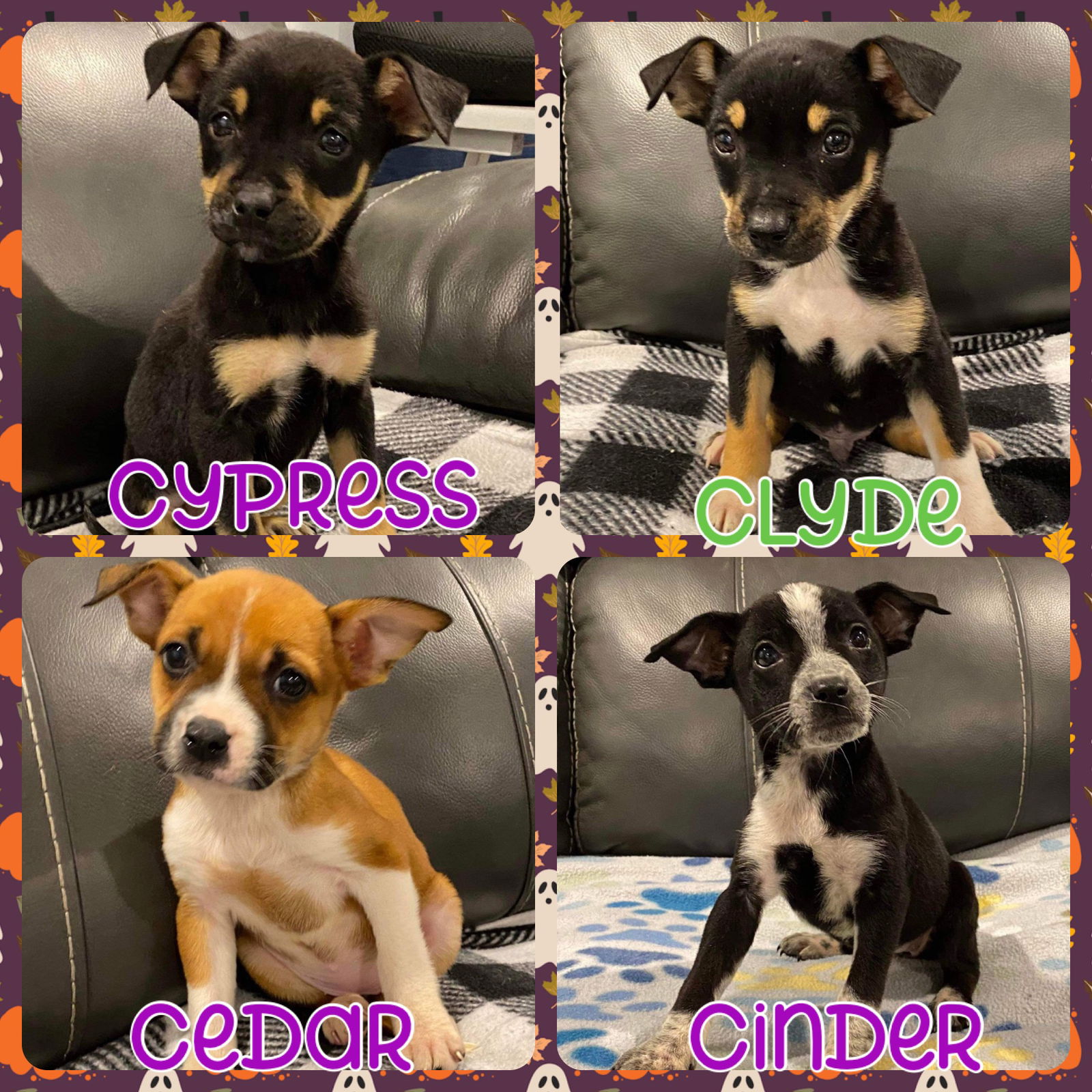 adoptable Dog in Semmes, AL named Cinder, Cypress, Cedar & Clyde