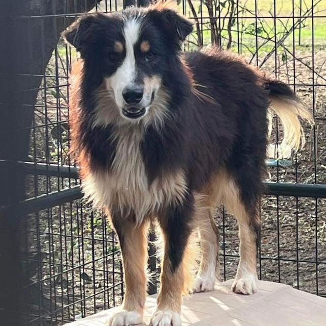 Dog for Adoption - Keko, a Australian Shepherd in Chatom, AL | Alpha Paw