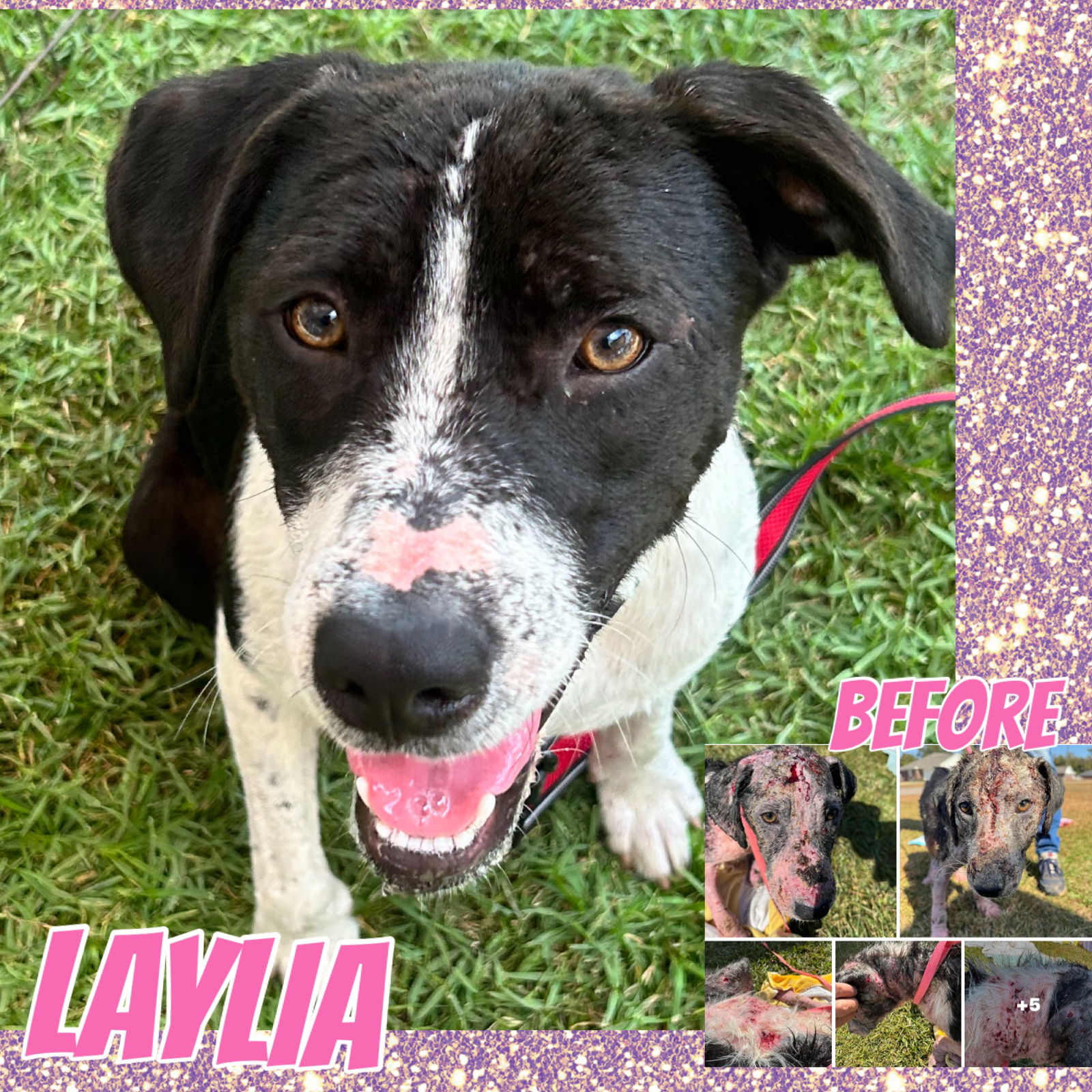 adoptable Dog in Semmes, AL named Laylia