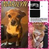 adoptable Dog in , AL named Marilyn