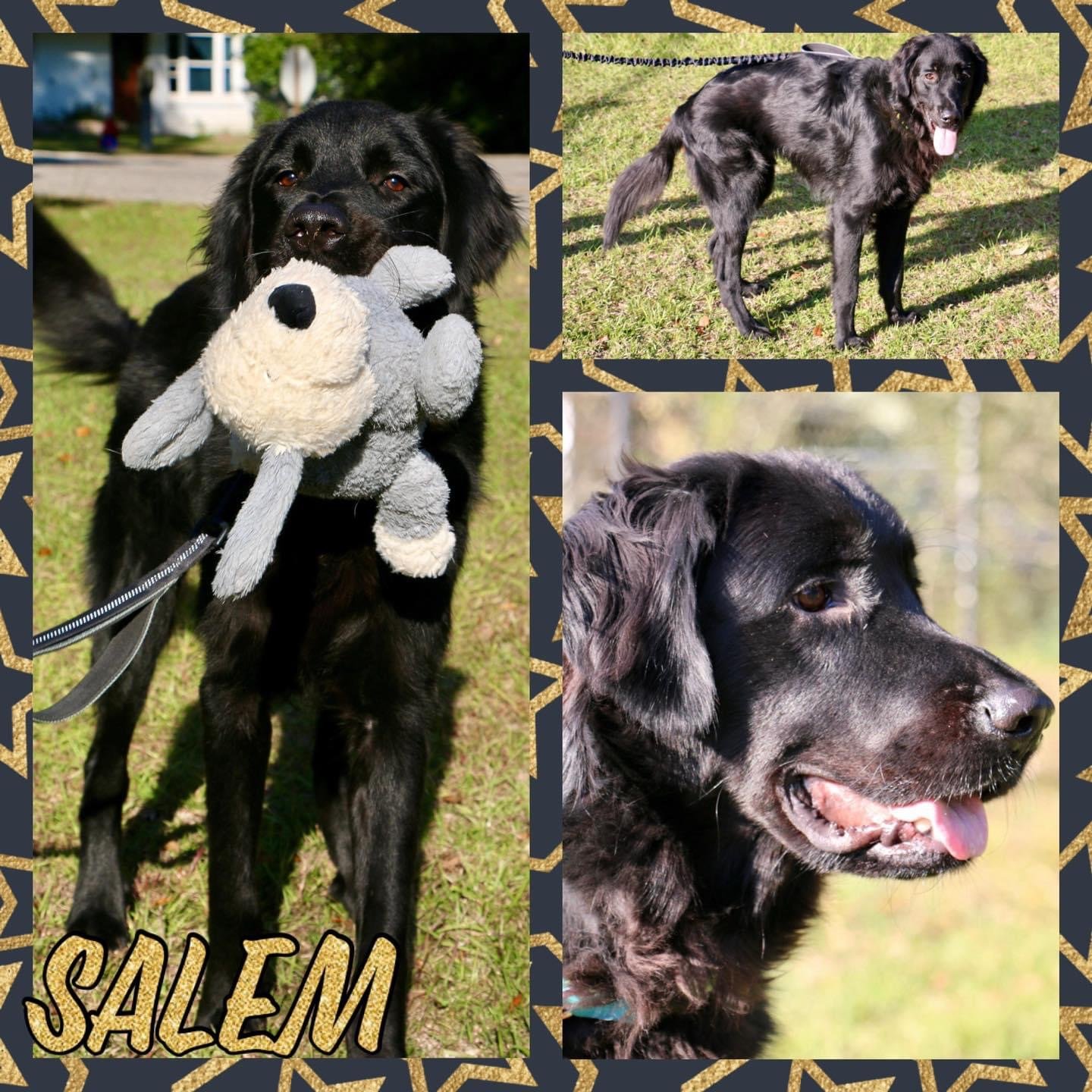 adoptable Dog in Semmes, AL named Salem