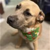 adoptable Dog in semmes, AL named Roma