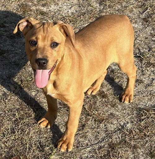 MILLER - Bulldog available for adoption