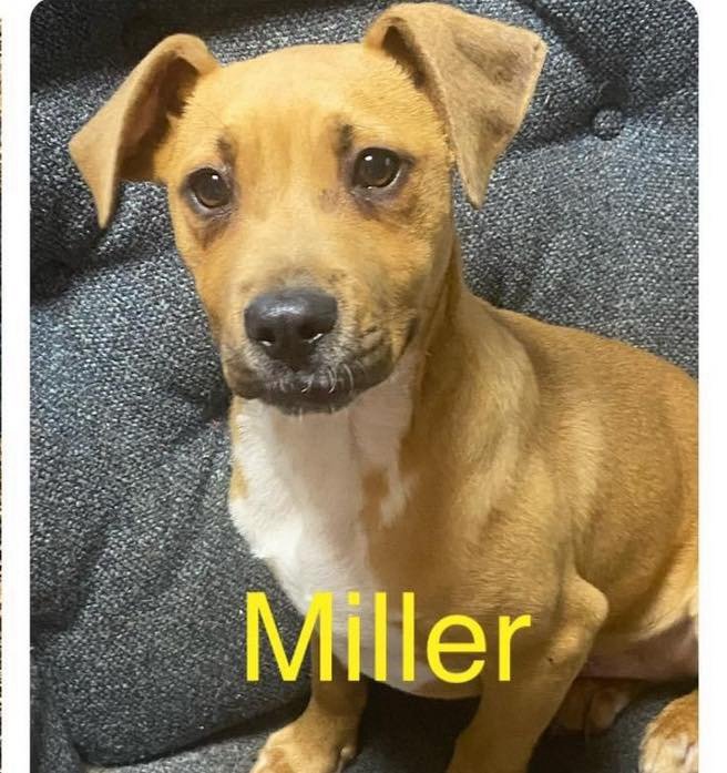 adoptable Dog in Semmes, AL named Miller