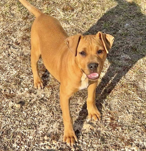 MARX - Bulldog available for adoption