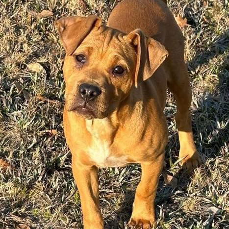 adoptable Dog in Semmes, AL named Marx