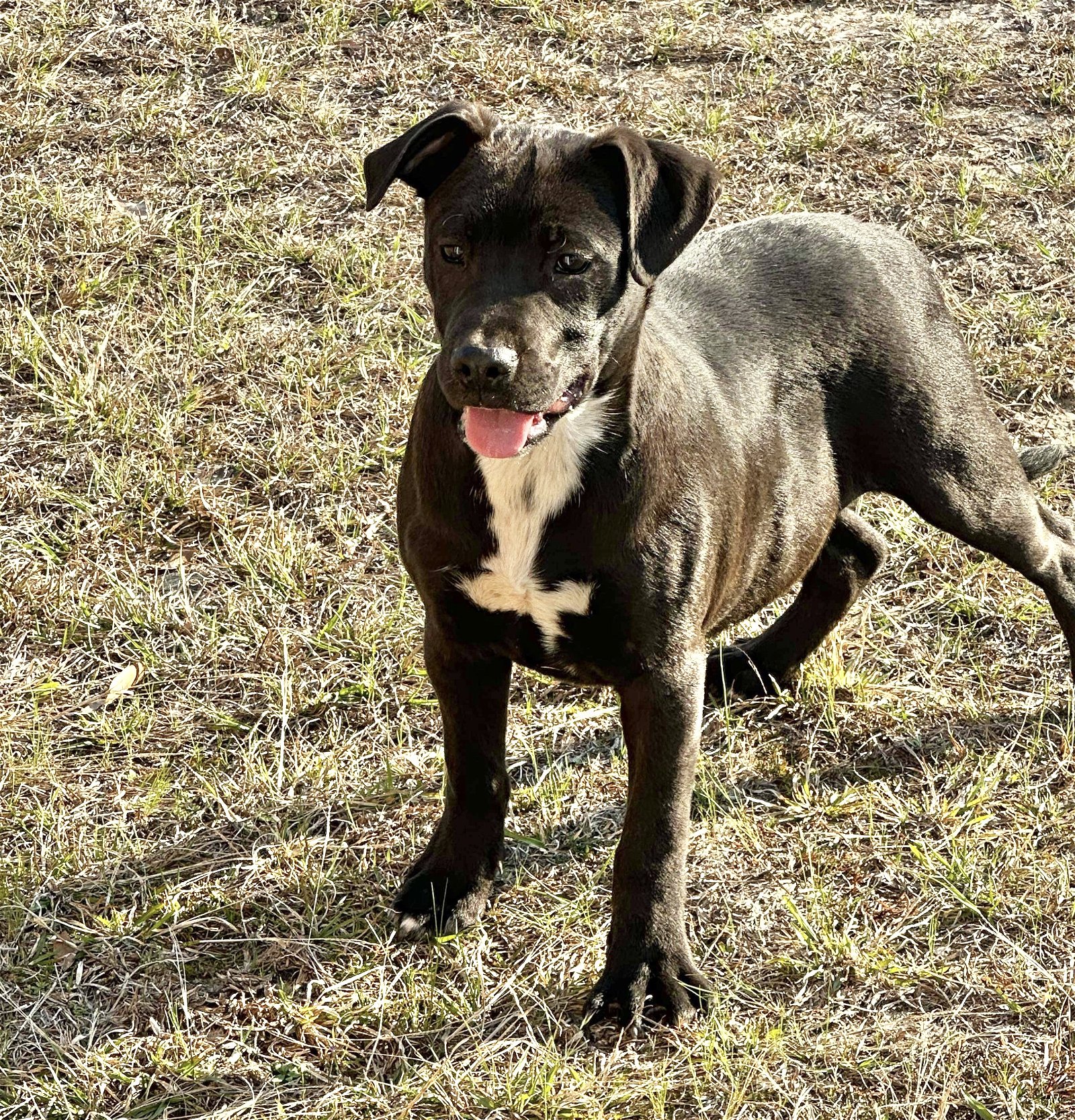 adoptable Dog in Semmes, AL named Monti