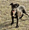 adoptable Dog in semmes, AL named Monti