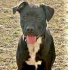 adoptable Dog in Semmes, AL named Monti