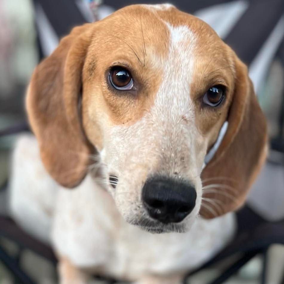adoptable Dog in Semmes, AL named Posie