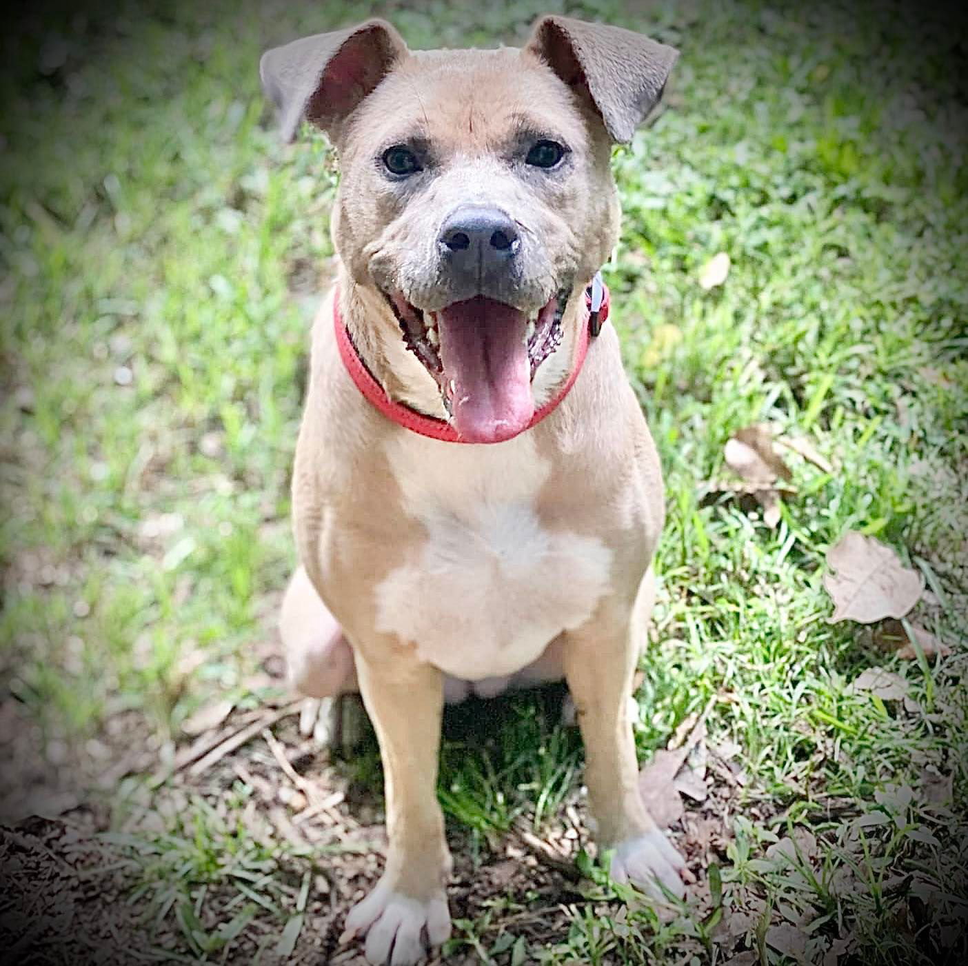 adoptable Dog in Semmes, AL named Maggie Mae