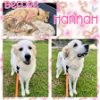 adoptable Dog in semmes, AL named Hannah