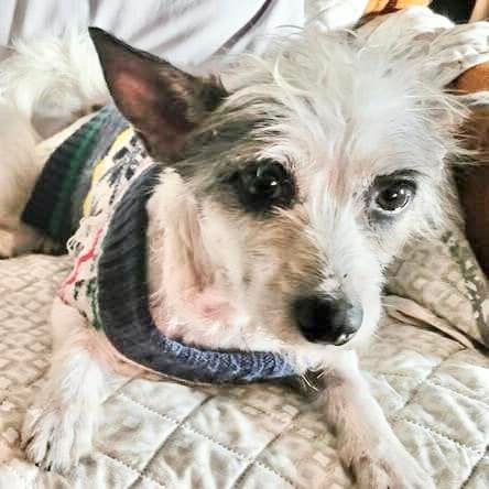 adoptable Dog in Semmes, AL named Potter