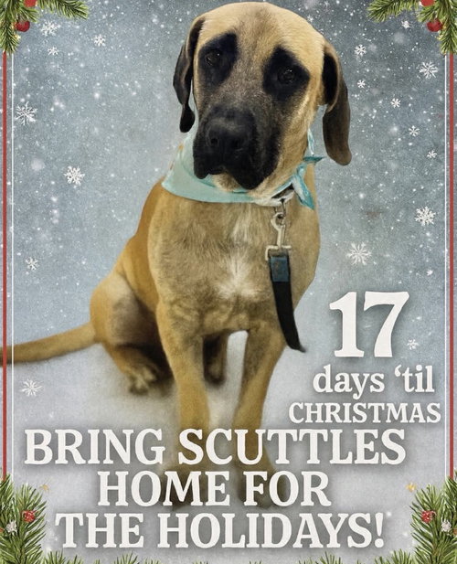 picture of the dog needing adoption