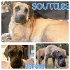 adoptable Dog in semmes, AL named Scuttles