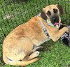 adoptable Dog in  named Scuttles