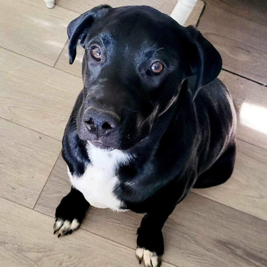 adoptable Dog in Semmes, AL named Chicago