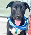 adoptable Dog in semmes, AL named Chicago