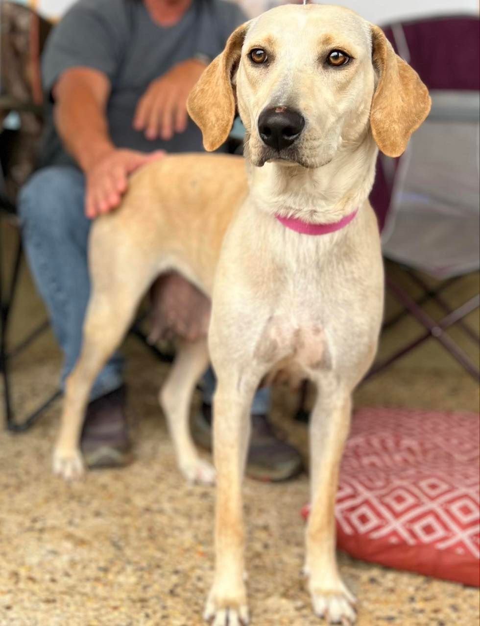 adoptable Dog in Semmes, AL named Bella