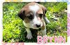 adoptable Dog in semmes, al, AL named Brynn