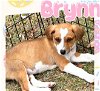 adoptable Dog in semmes, AL named Brynn
