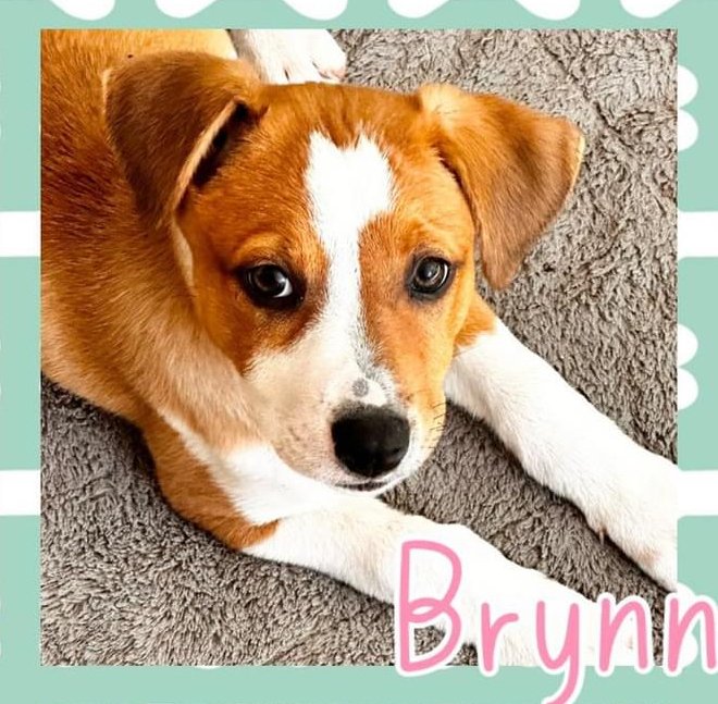 adoptable Dog in Semmes, AL named Brynn