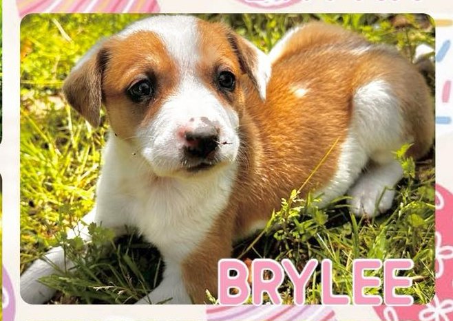 adoptable Dog in Semmes, AL named Brylee