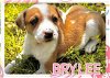 adoptable Dog in semmes, al, AL named Brylee