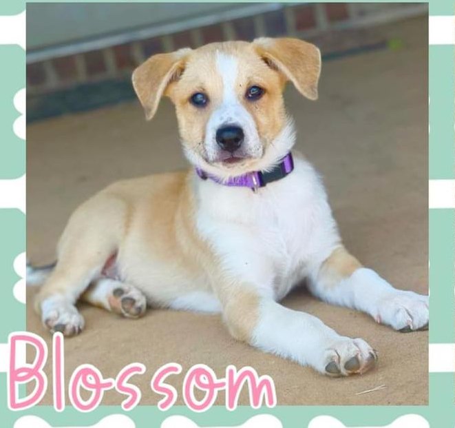 adoptable Dog in Semmes, AL named Blossom